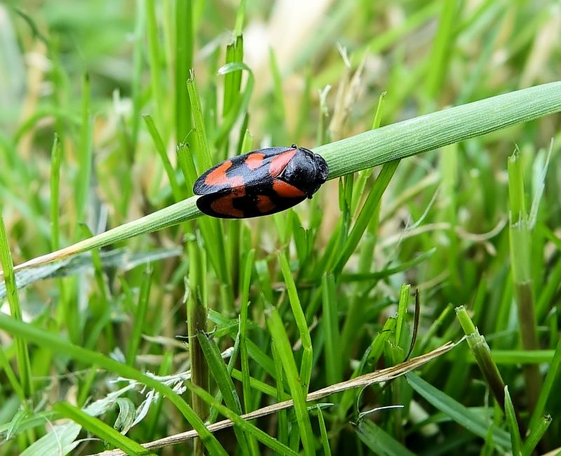 Cercopis vulnerata - Cercope sanguin #70669