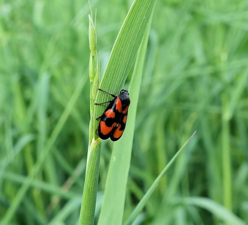 Cercopis vulnerata - Cercope sanguin #70660