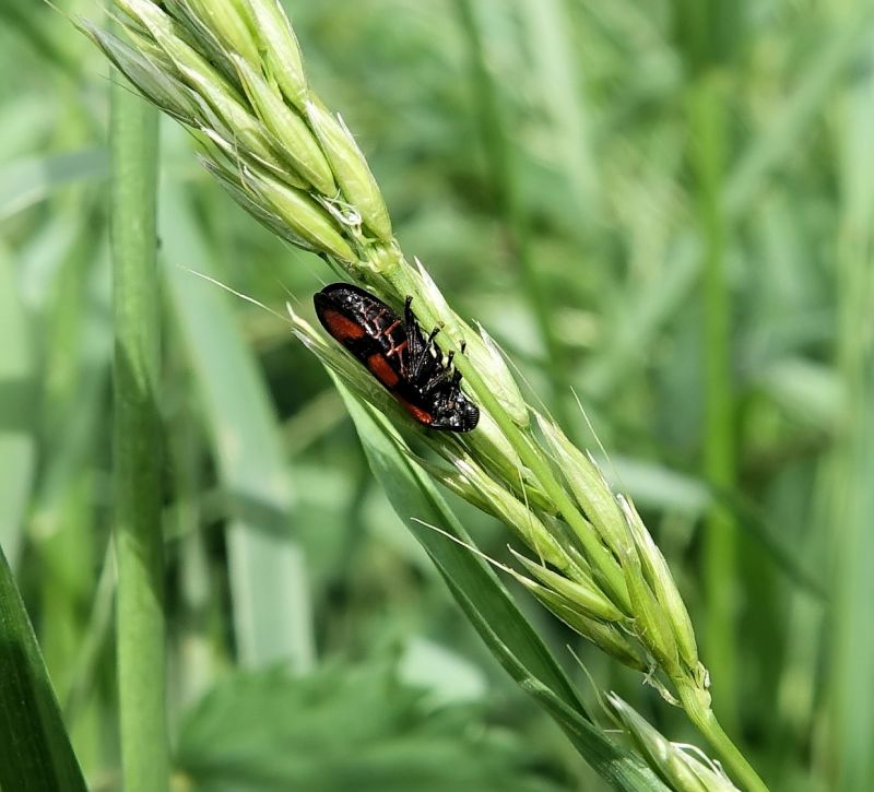 Cercopis vulnerata - Cercope sanguin #70662