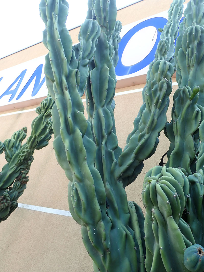 Cereus hildmannianus #75737