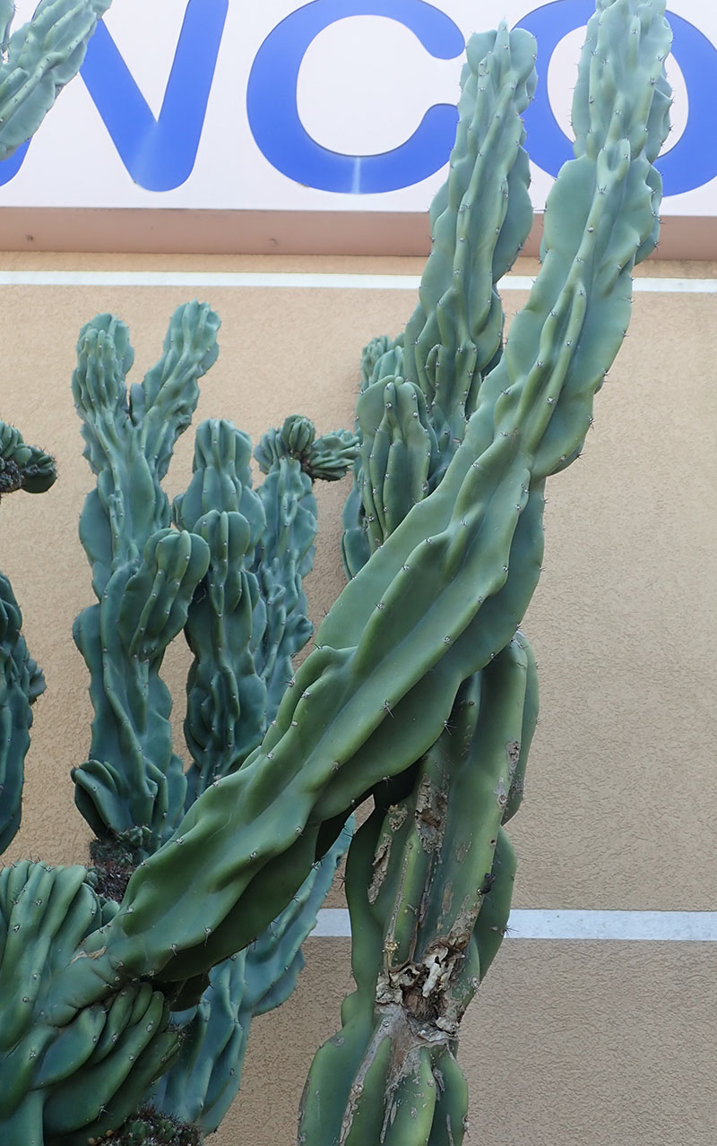 Cereus hildmannianus #75738