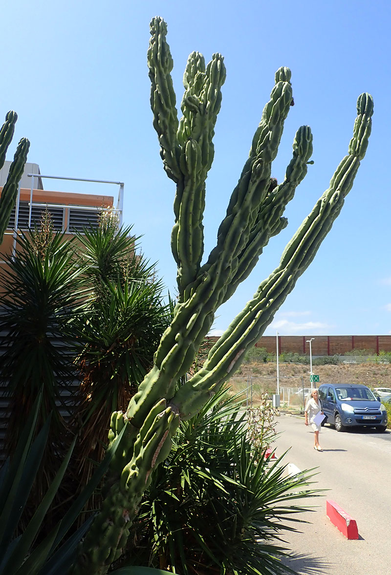 Cereus hildmannianus #75736