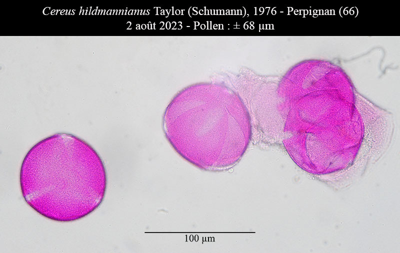 Cereus hildmannianus #75742