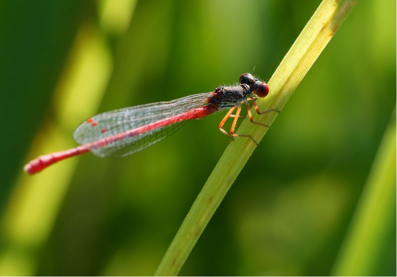 Ceriagrion tenellum #11879