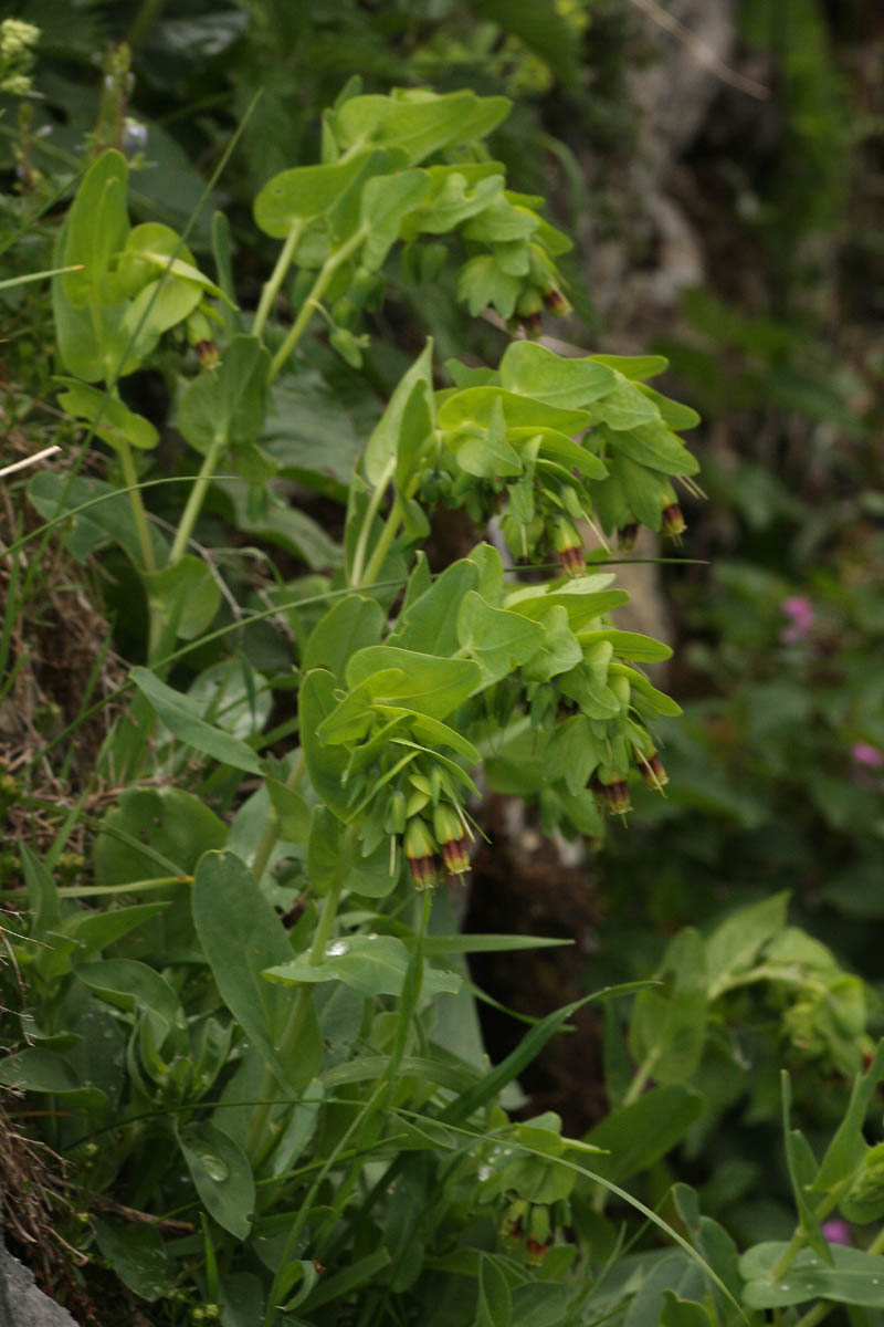Cerinthe glabra Miller #53203