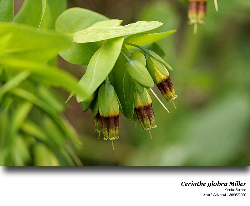 Cerinthe glabra Miller #53204