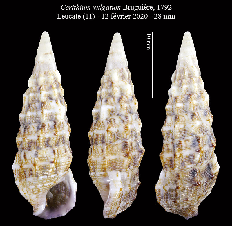 Cerithium vulgatum #62202