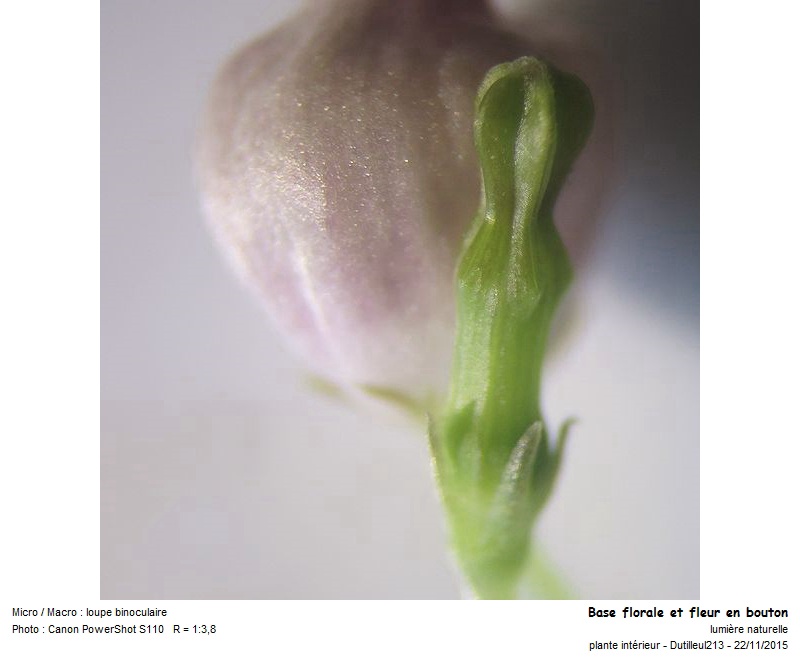 Ceropegia Woodi - Chaîne des coeurs #42750