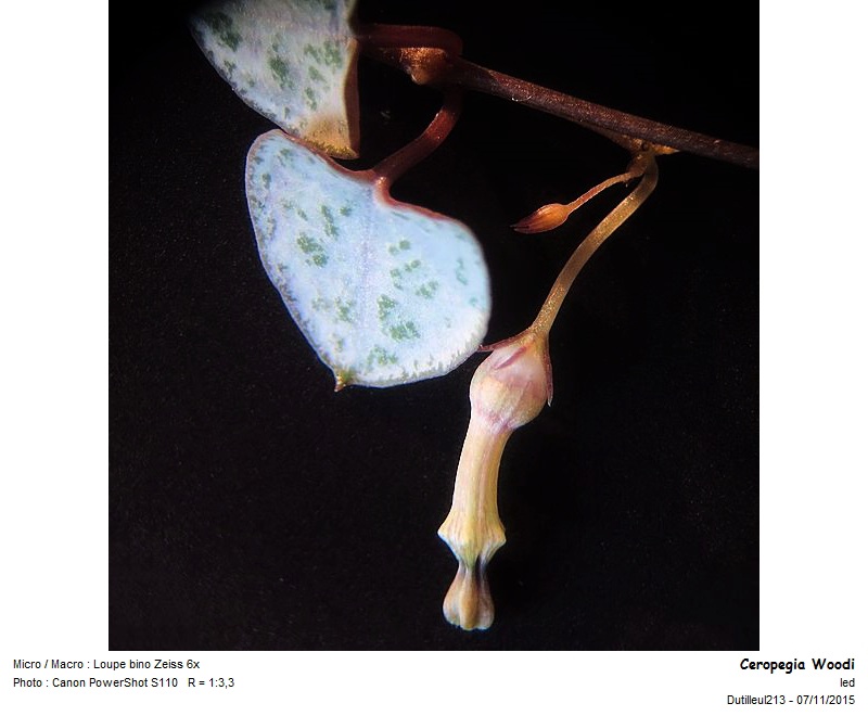 Ceropegia Woodi - Chaîne des coeurs #42752