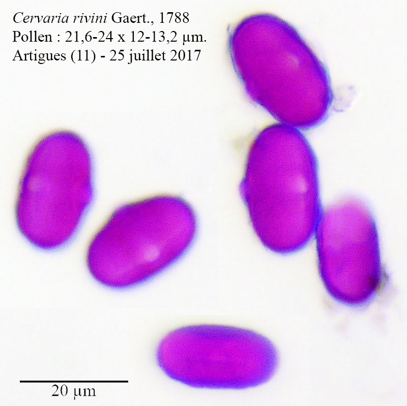 Cervaria rivini #53929