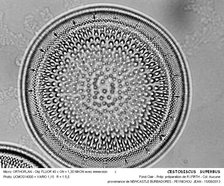 CESTODICUS SUPERBUS #33338