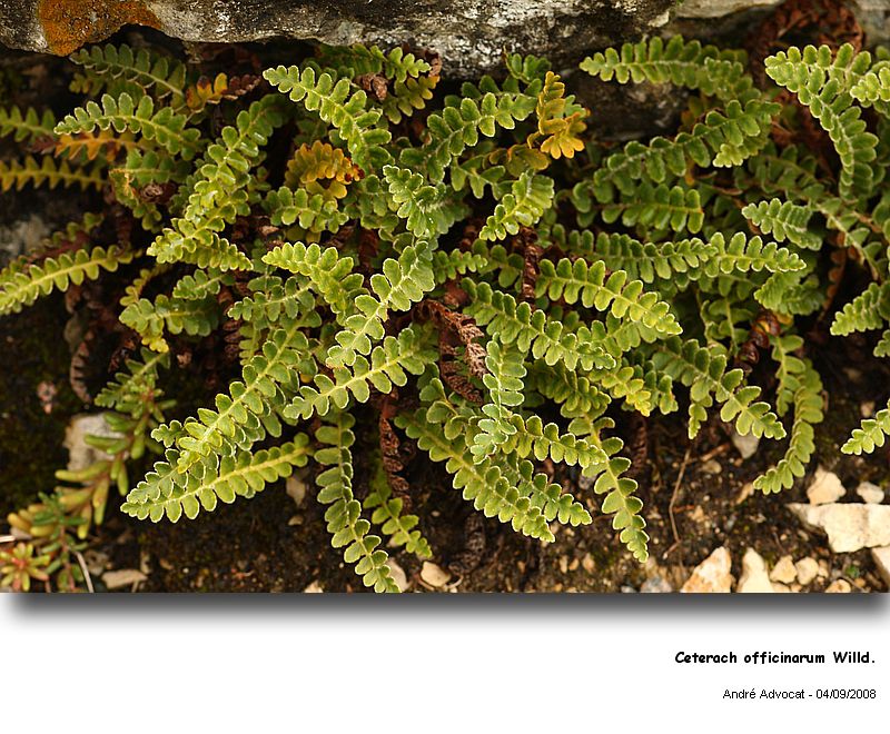 Ceterach officinarum Willd. (Cétérach officinal ) #5481