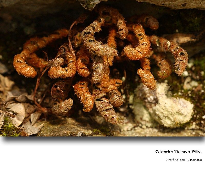 Ceterach officinarum Willd. (Cétérach officinal ) #5482