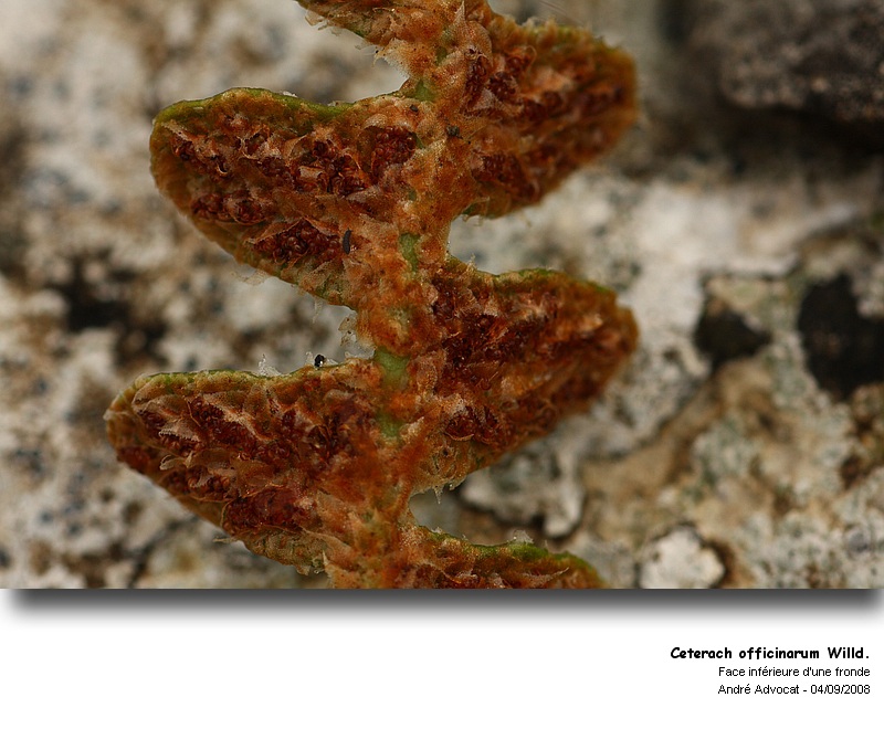 Ceterach officinarum Willd. (Cétérach officinal ) #5483