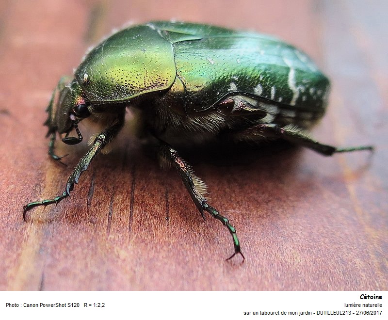 Cetonia aurata L. (Cétoine doré) #50413