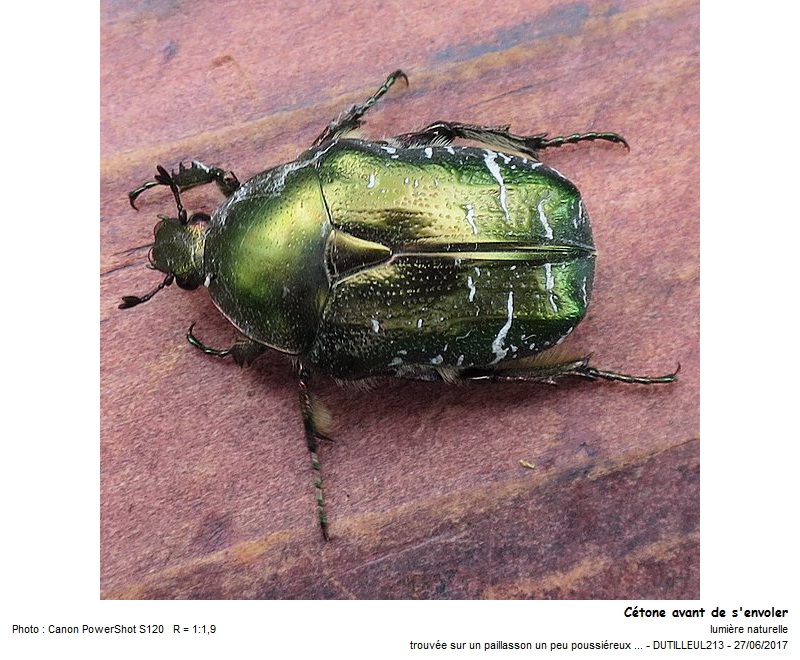 Cetonia aurata L. (Cétoine doré) #50410