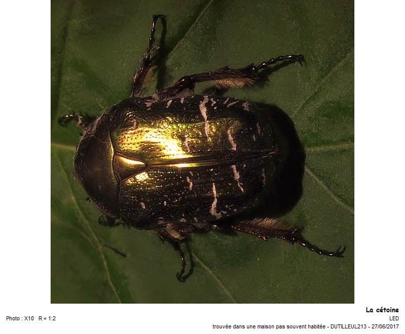 Cetonia aurata L. (Cétoine doré) #50412
