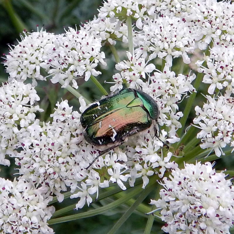 Cetonia aurata (Linnaeus 1761) #55646