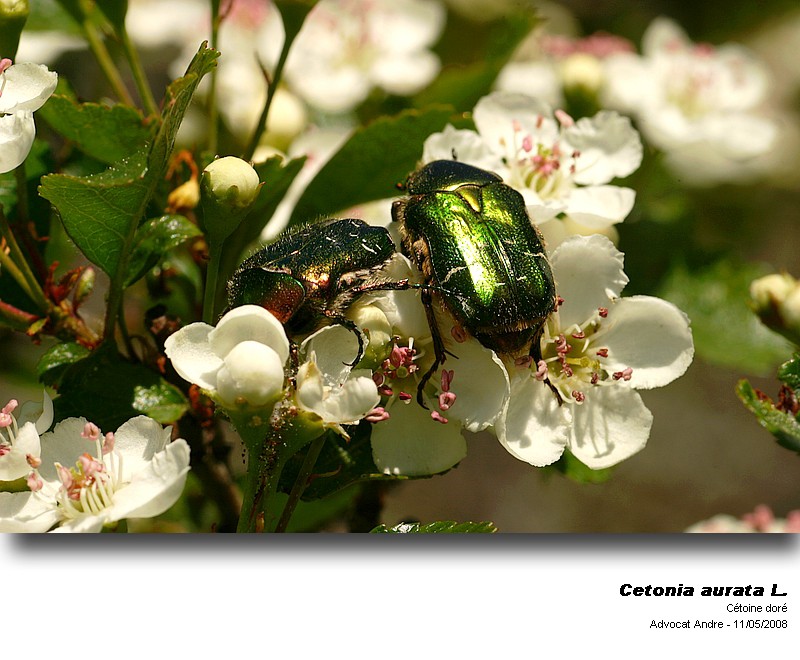 Cetonia aurata L. (Cétoine doré) #3753