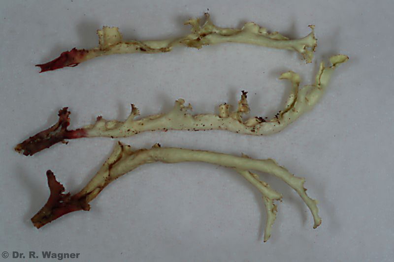 Cetraria cucullata #23140