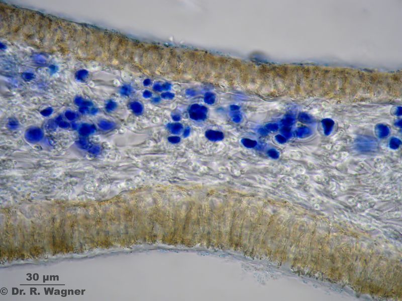 Cetraria cucullata #23142