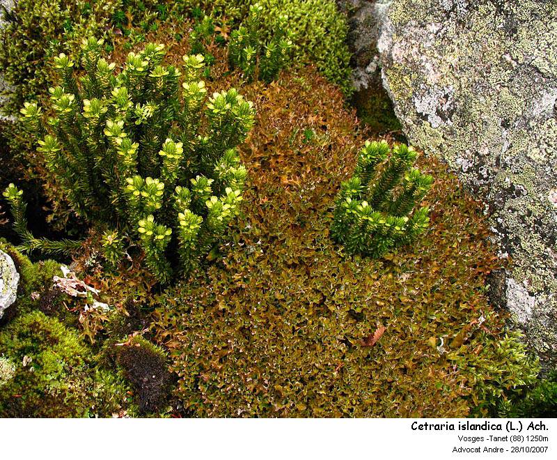 Cetraria islandica (L.) Ach. #1554