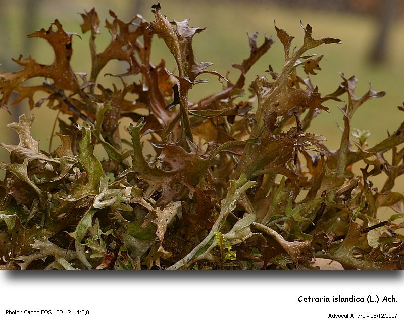 Cetraria islandica (L.) Ach. #1555