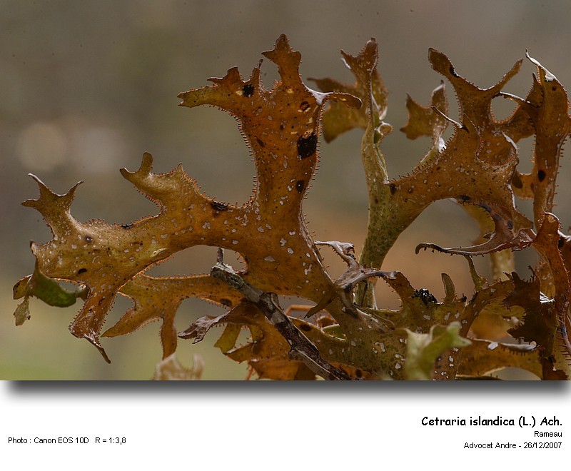 Cetraria islandica (L.) Ach. #1556