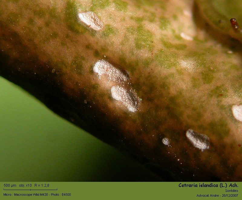 Cetraria islandica (L.) Ach. #1558