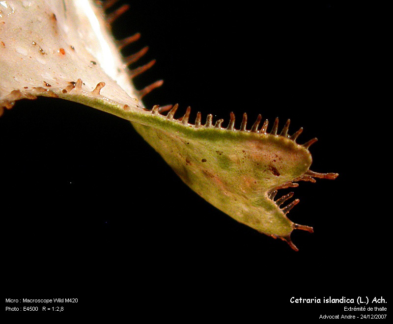 Cetraria islandica (L.) Ach. #1557