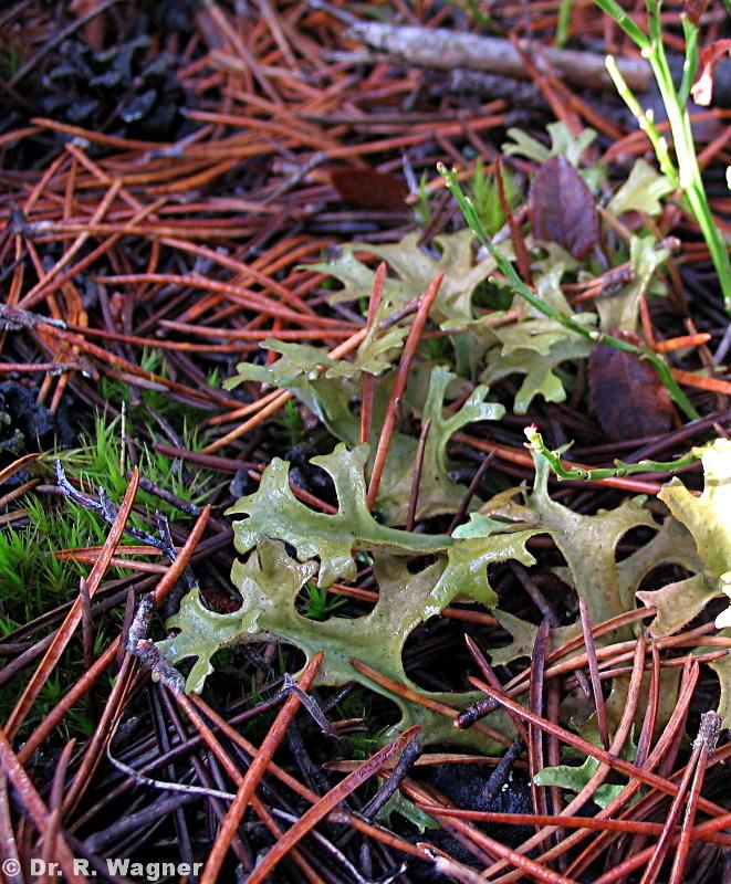 Cetraria islandica #6370