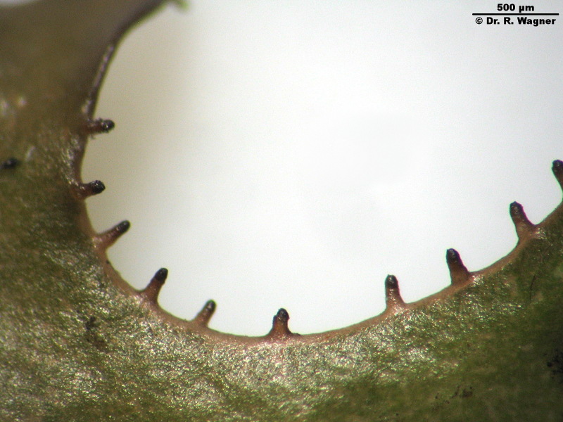 Cetraria islandica #6371