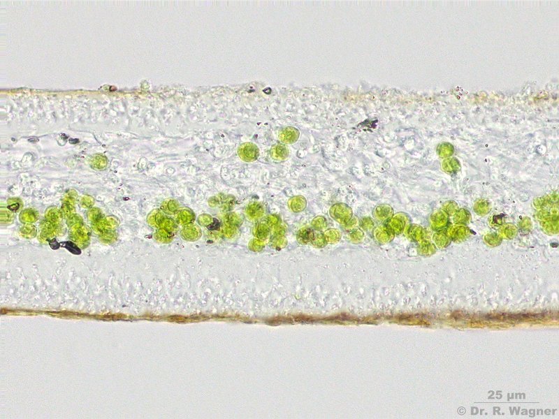 Cetraria islandica #6373