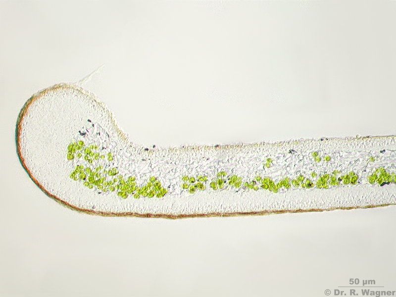 Cetraria islandica #6372