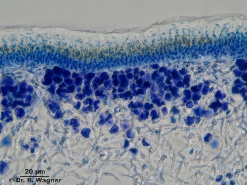 Cetraria nivalis #23145