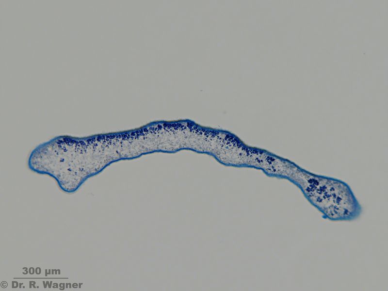 Cetraria nivalis #23144
