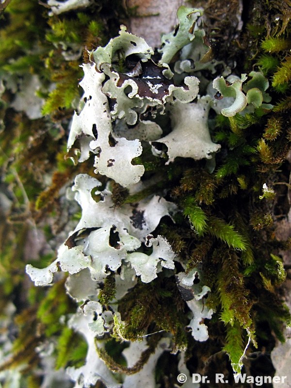 Cetrelia monachorum #14076
