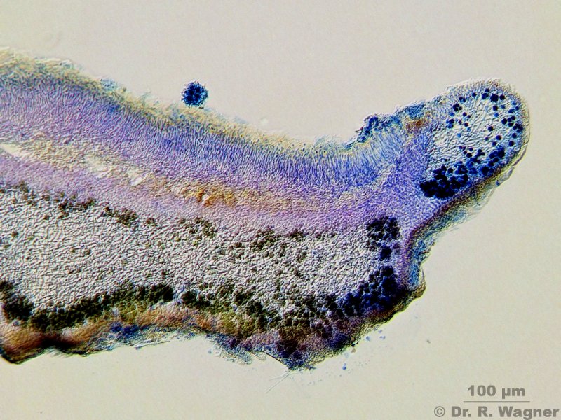 Cetrelia monachorum #14083