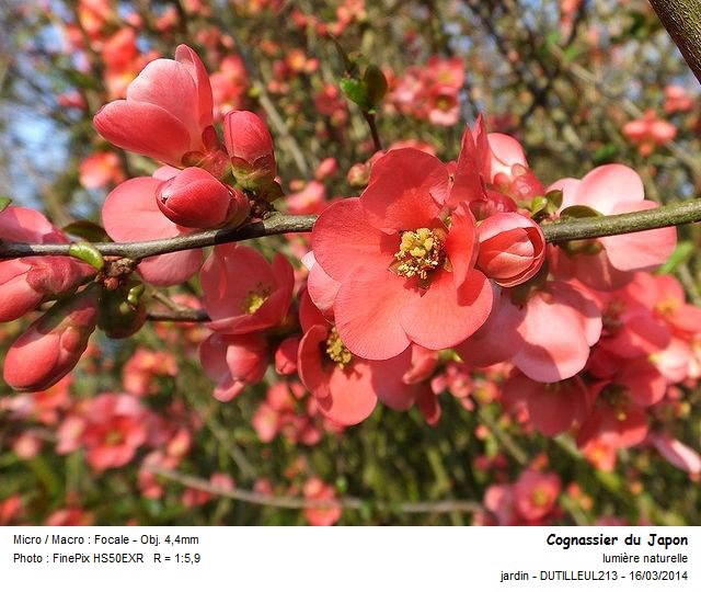 Chaenomeles japonica - Cognassier du Japon #53430