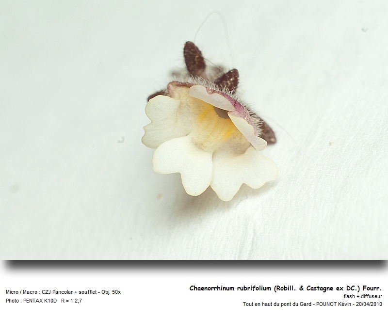 Chaenorrhinum rubrifolium (Robill. & Castagne ex DC.) F #15793