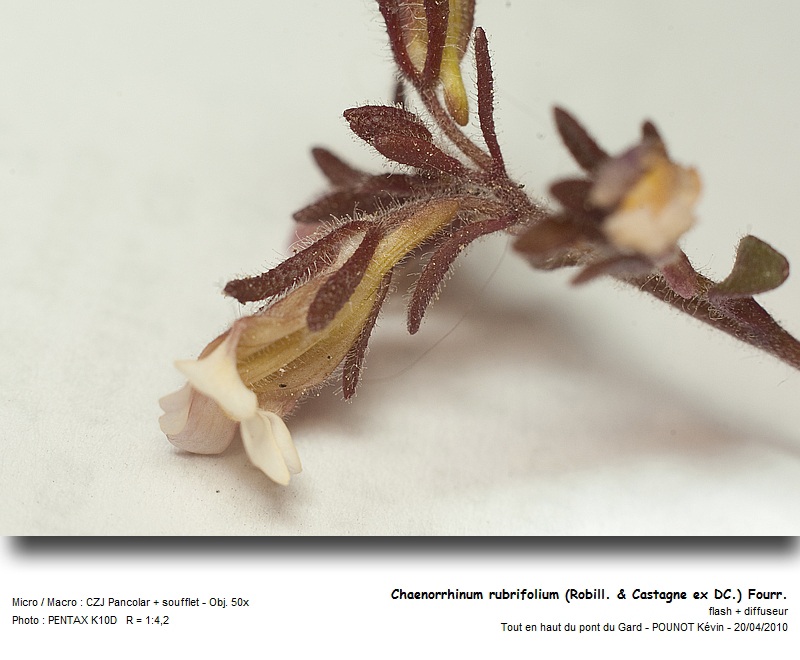 Chaenorrhinum rubrifolium (Robill. & Castagne ex DC.) F #15792