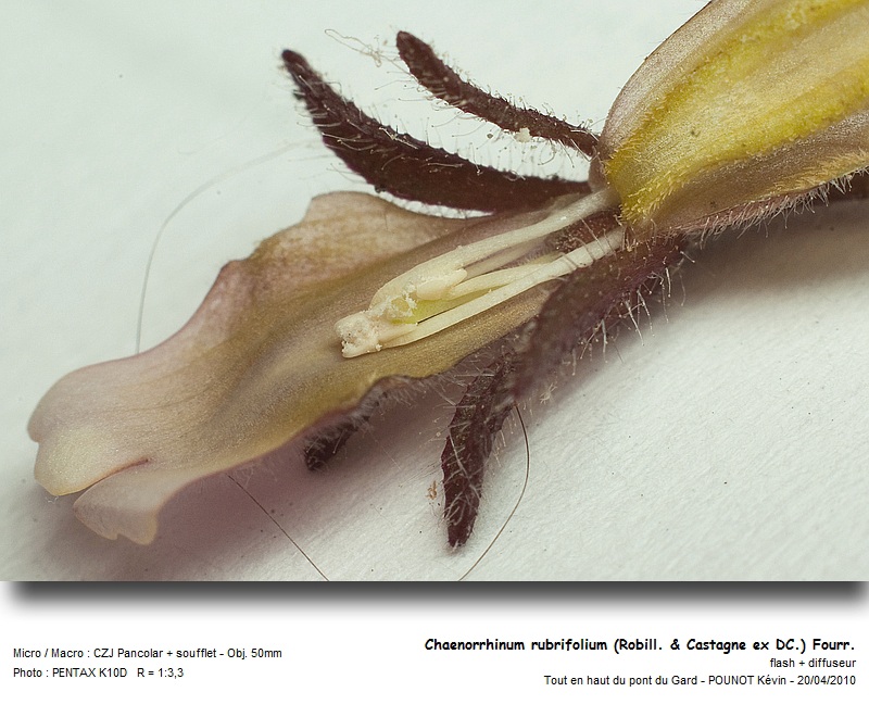 Chaenorrhinum rubrifolium (Robill. & Castagne ex DC.) F #15794