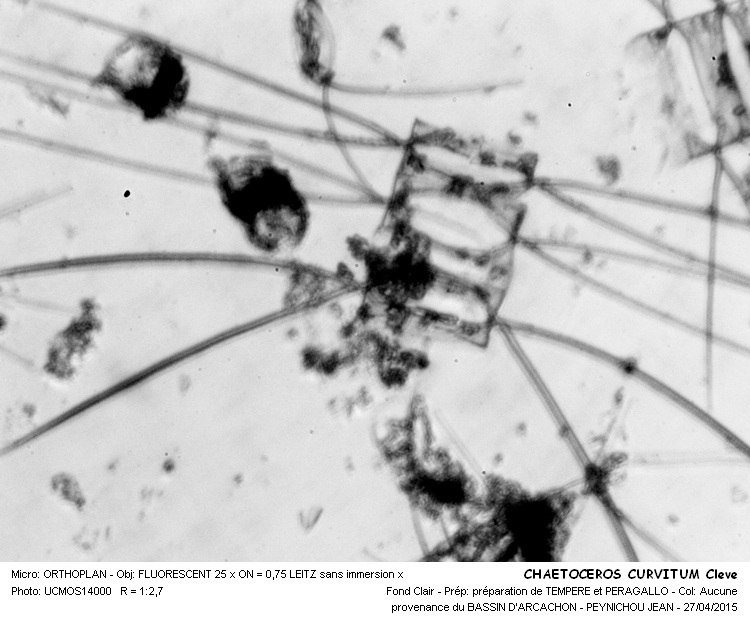 CHAETOCEROS  CURVISETUM Cleve #41115