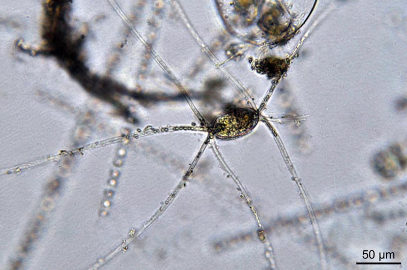 Chaetoceros densus (Cleve) #36950