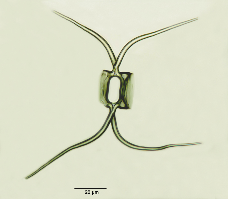 Chaetoceros spec. #16677