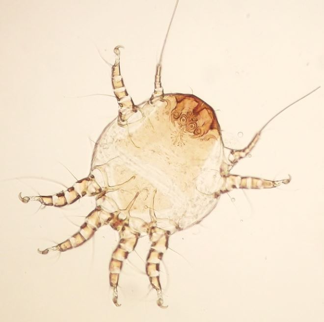 Chaetodactylus osmiae #36428