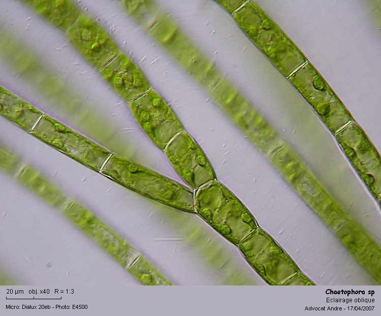Chaetophora elegans (Roth)Agardh #2091