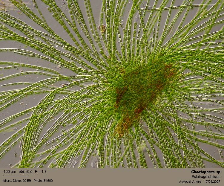 Chaetophora elegans (Roth)Agardh #2088