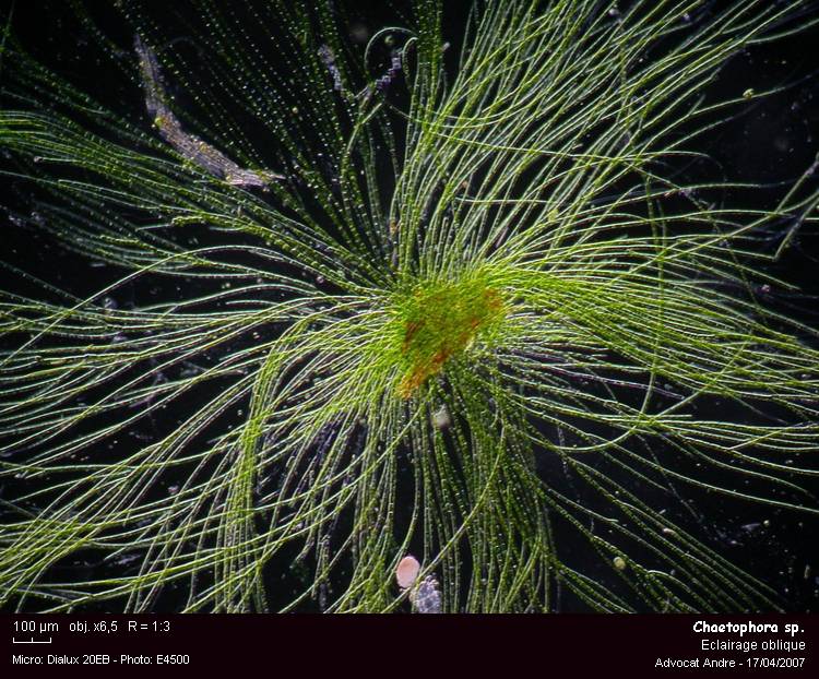 Chaetophora elegans (Roth)Agardh #2090
