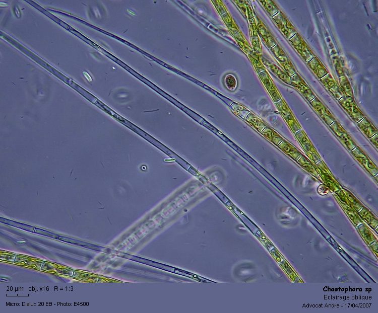 Chaetophora elegans (Roth)Agardh #2092